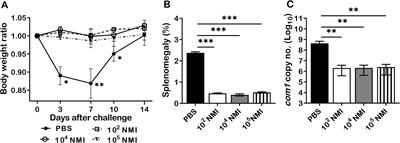 Coxiella burnetii Nine Mile phase I primary infection derived protective immunity against C. burnetii reinfection in mice depends on both B and T cells, but T cells play a critical role